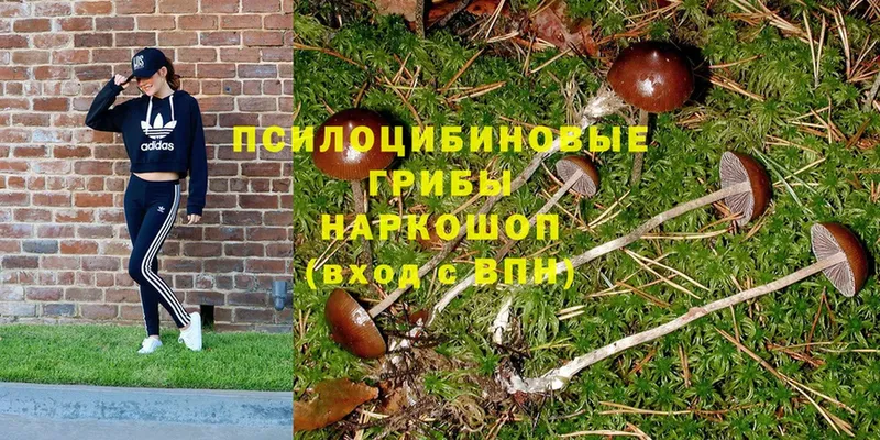 Псилоцибиновые грибы Psilocybe  Удомля 